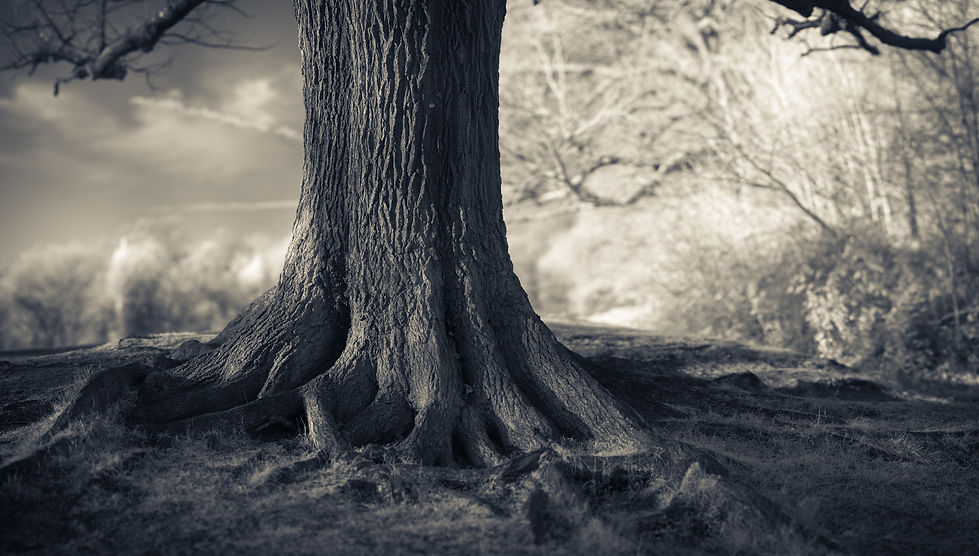 An Infrared Bokeh Pano of tree on Hampstead Heath