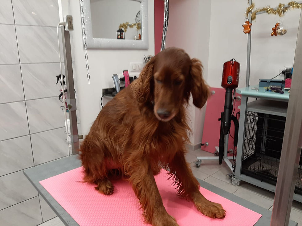 Jiana, Setter Irlandais. Avant