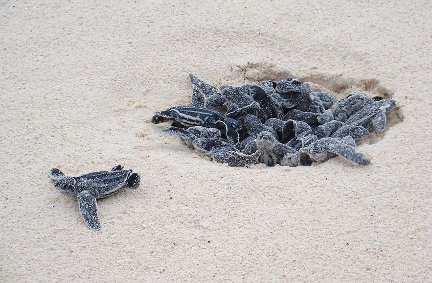 Leatherback_Turtle_eggs_hatching_at_Eagle_Beach,_Aruba_Wiki_WIDE.jpg