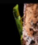 IDC_agamid_2.png