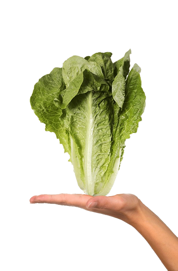 hand-romaine.gif