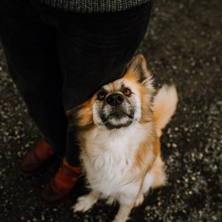 Obedience, Trauma, and the Dog’s Nervous System