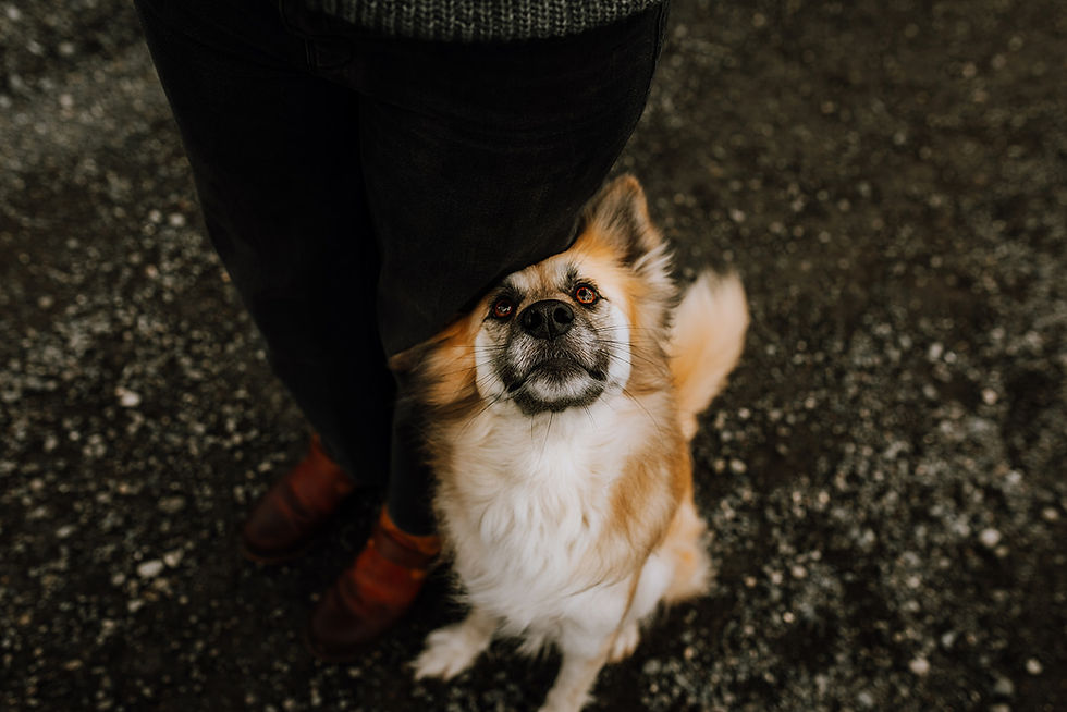 Dog with fluffy fur looks up, leaning against a person's leg. Background is gravel, person in dark pants and brown shoes. Calm mood.