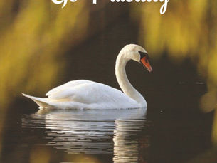 A calm swan on a Go Placidly amid the Noise and haste line from Desiderata.