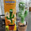 Thumbnail: Rechargeable dancing cactus toy for kids