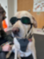 Dog laser therapy hip dysplasia, total hip replacement, canine rehabilitation and physical therapy
