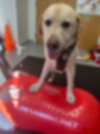 canine rehabilitation, weight shifting exercise, physical therapy, canine hip replacement, hip dysplasia