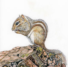 Mr. Nibbles