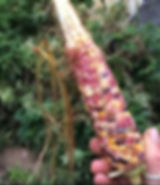 FA4FF870-D2A4-43C9-9B49-0A1257A1245B_1_102_o.jpeg