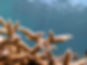 CEABA320-66D6-4D2F-A601-359362A7C74A_1_105_c.jpeg