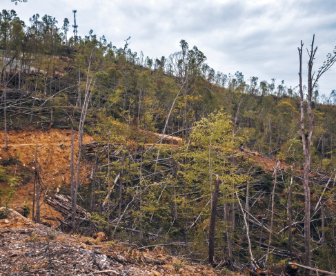forest of blown down trees