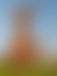 Could Sir Hare Hop Back to Rawtenstall?