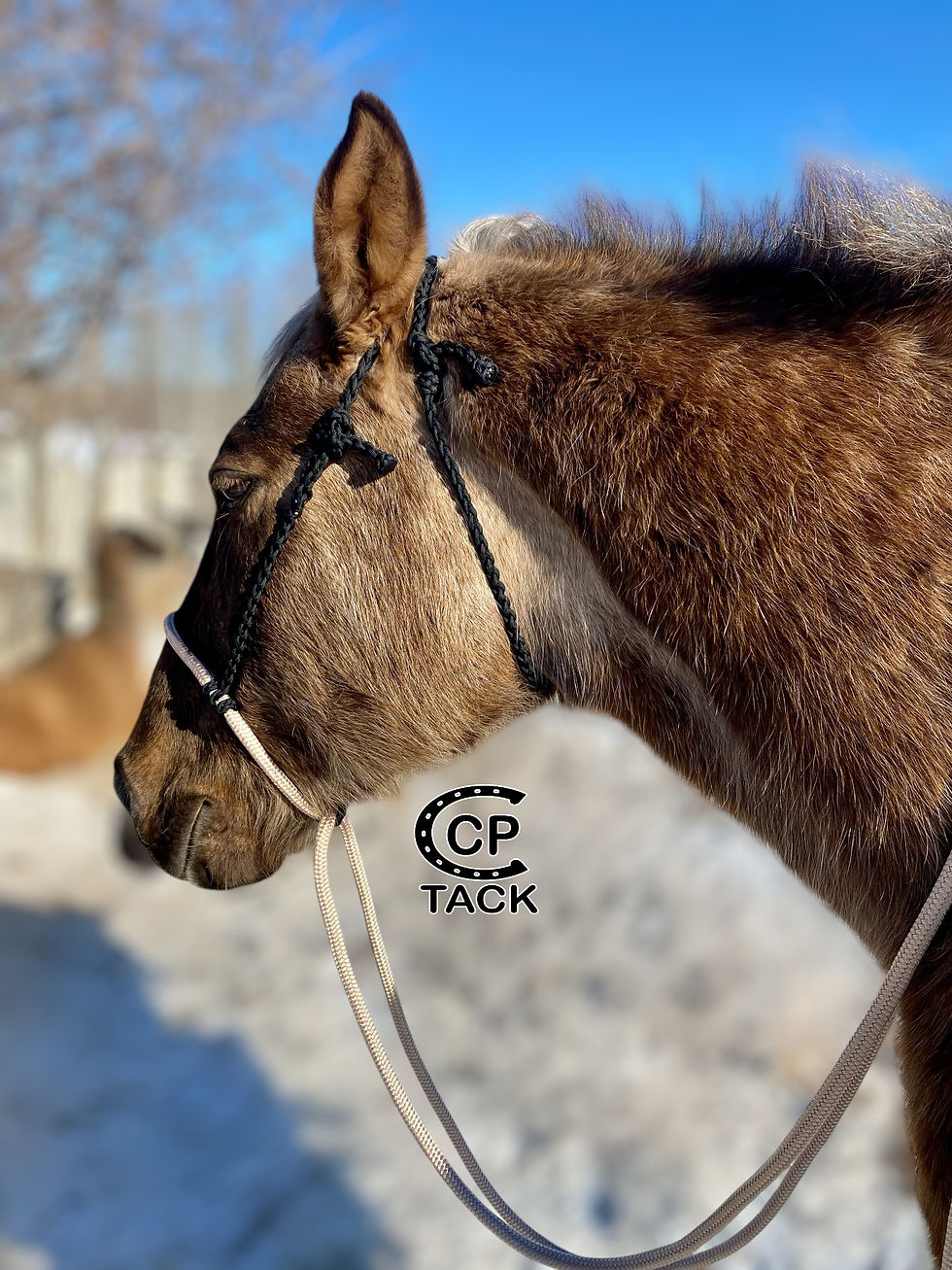 Thumbnail: Yacht Rope Loping Hackamore - Style 2 - 1/2" rope