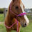 Thumbnail: Diamond Braided Noseband ** ADD ON ITEM ONLY**
