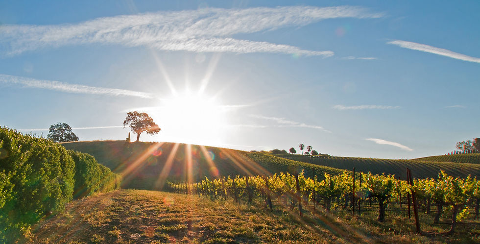 Sun setting over vineyard rows in the hills of Paso Robles, California