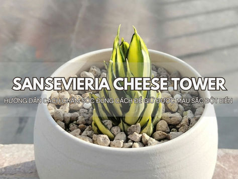 Hướng dẫn cách chăm sóc Sansevieria Cheese Tower đúng cách để giữ được màu sắc đột biến