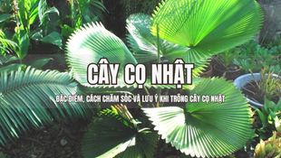 Cây Cọ Nhật - Đặc điểm, cách chăm sóc và lưu ý khi trồng cây