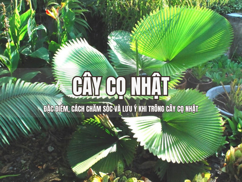 Cây Cọ Nhật - Đặc điểm, cách chăm sóc và lưu ý khi trồng cây