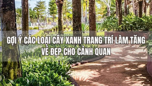 Gợi ý các loại cây xanh trang trí làm tăng vẻ đẹp cho cảnh quan