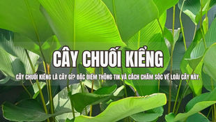 Cây Chuối Kiểng là cây gì? Đặc điểm thông tin và cách chăm sóc về loài cây này.