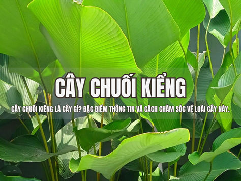 Cây Chuối Kiểng là cây gì? Đặc điểm thông tin và cách chăm sóc về loài cây này.