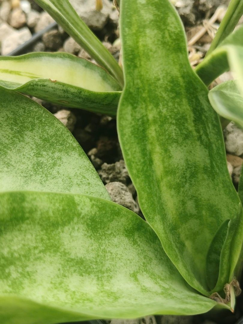 Màu sắc trên lá gợi lên sức sống xanh lan tỏa điều mới mẻ. Nguồn ảnh: Little Cây.