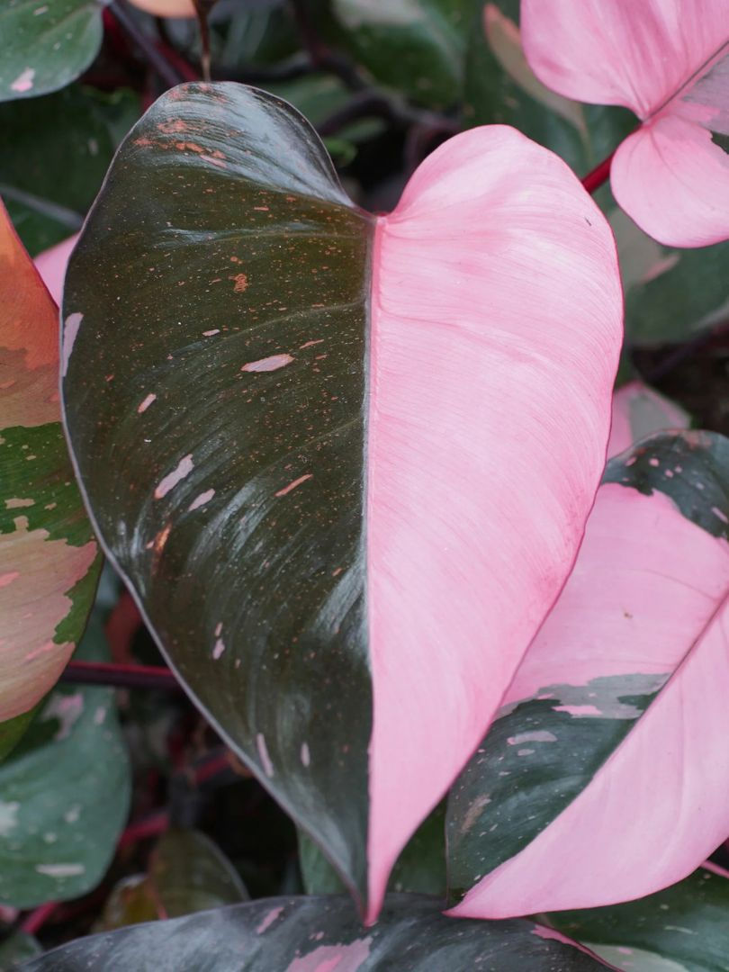 Màu sắc của chiếc lá hoàn toàn tự nhiên trở thành một tác phẩm nghệ thuật đặc sắc. Nguồn: Sưu tầm