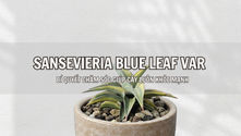 Sansevieria Blue Leaf Var - Bí quyết chăm sóc giúp cây luôn khỏe mạnh