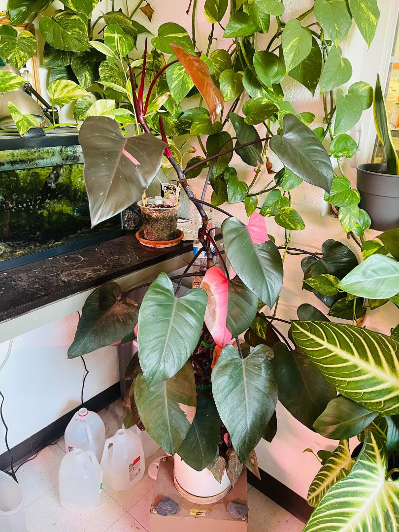 Philodendron Pink Princess với kích thước hình dáng phát triển giúp cây bám trụ vươn cao Nguồn: Sưu tầm