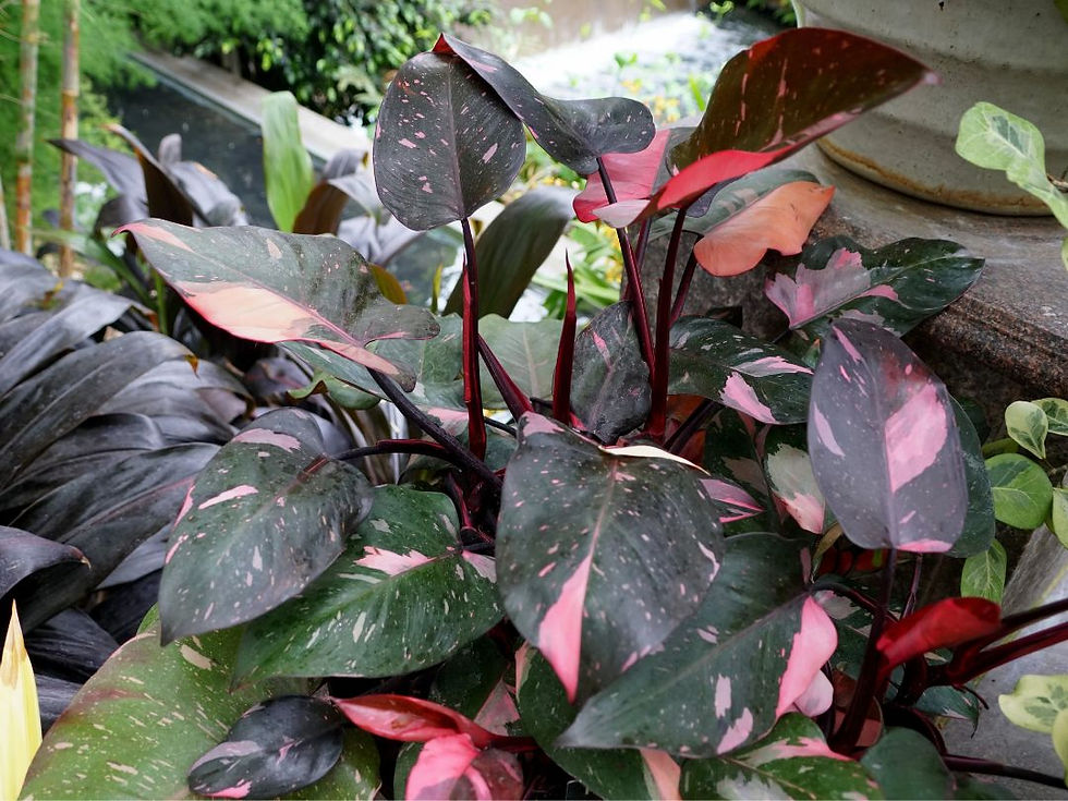 Ngoài ra cây cũng có thể được trồng ở hầu hết nhiều môi trường như nhà ở, văn phòng Nguồn: Sưu tầm