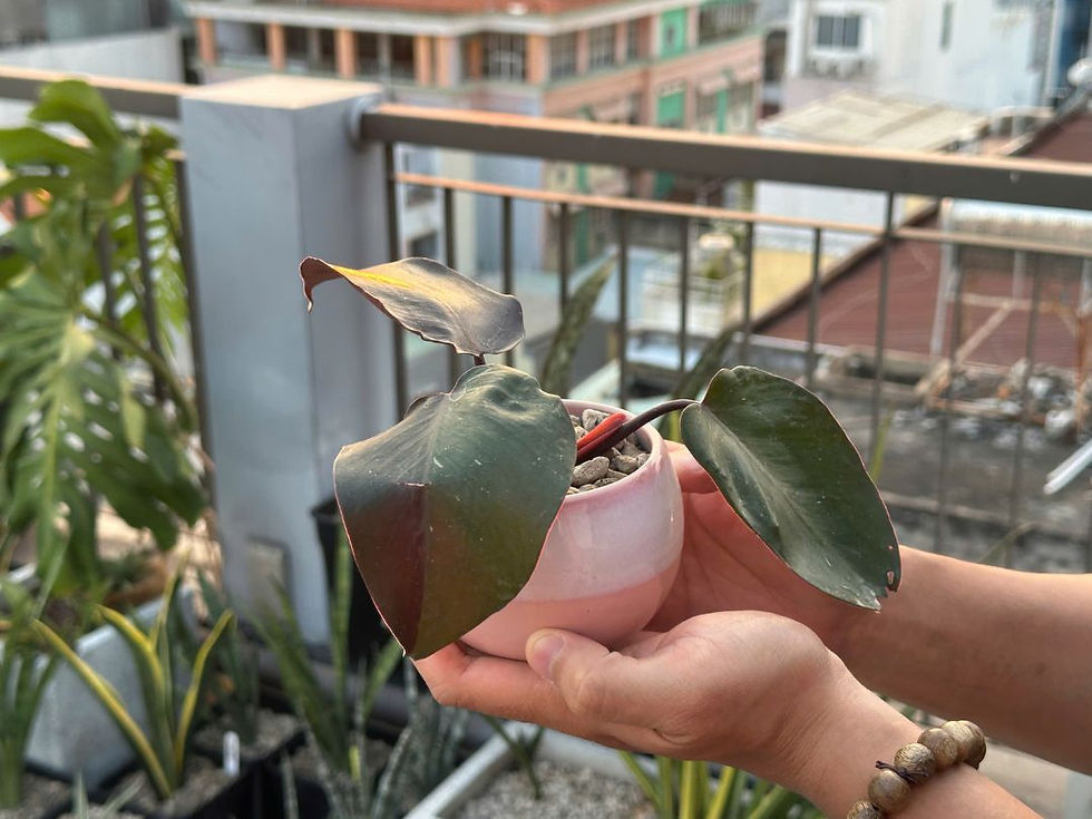 Philodendron Pink Princess được xem là loài cây mang lại may mắn, tài lộc, thịnh vượng bền vững cho gia chủ.