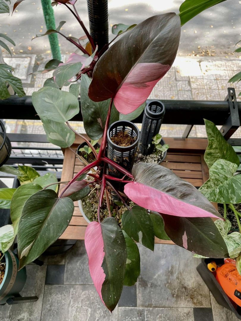 Philodendron Pink Princess với dáng vẻ độc đáo kết hợp giữa hai màu sắc khác nhau