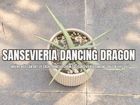 Những điều cần biết về cách trồng và chăm sóc Sansevieria Dancing Dragon hiệu quả