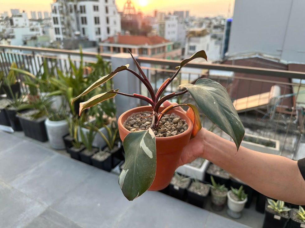 Ánh sáng buổi chiều trên tán lá rực rỡ