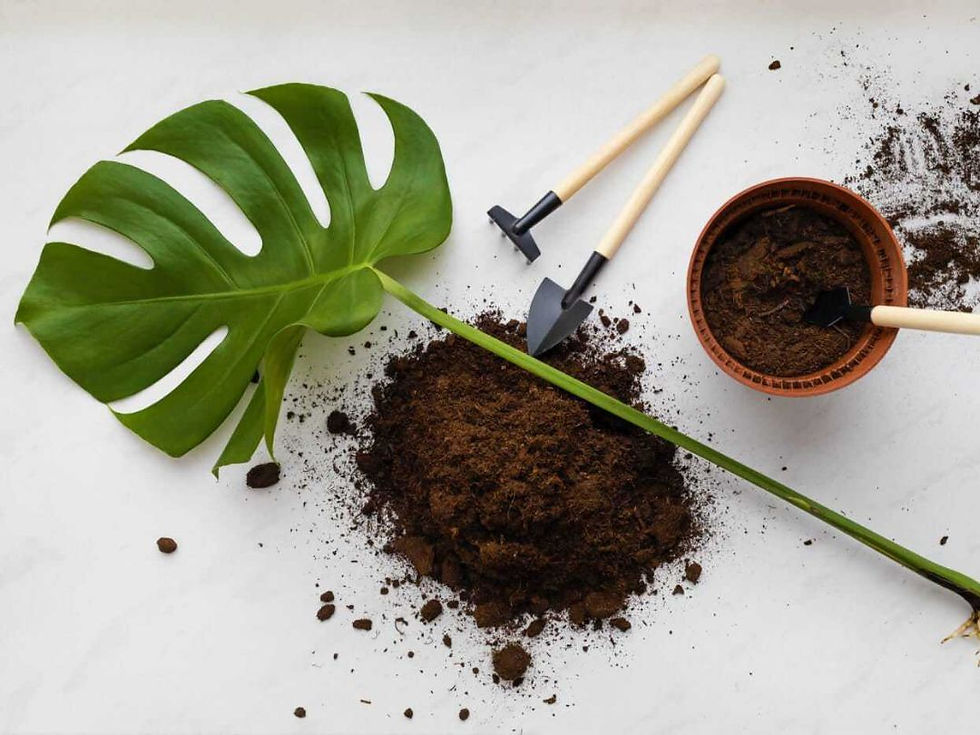 Kỹ thuật nhân giống cây giúp tránh tình trạng gây ảnh hưởng đến gốc rễ sau khi phát triển.			Nguồn ảnh: Sưu tầm.
