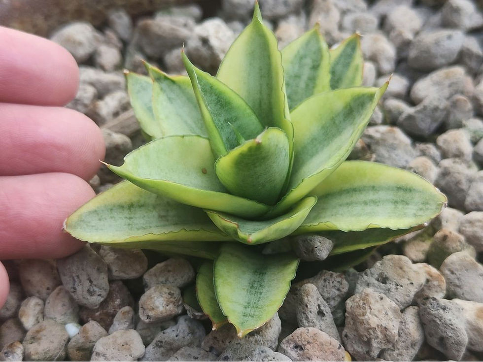 Nhìn từ trên cao xuống thì Sansevieria Pagoda trông như một tháp cổ nhỏ giữa thiên nhiên.