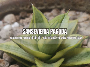 Sansevieria Pagoda là cây gì? - Đặc điểm cây và chăm sóc đúng cách