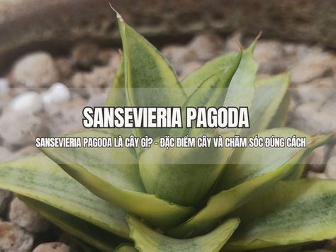 Sansevieria Pagoda là cây gì? - Đặc điểm cây và chăm sóc đúng cách