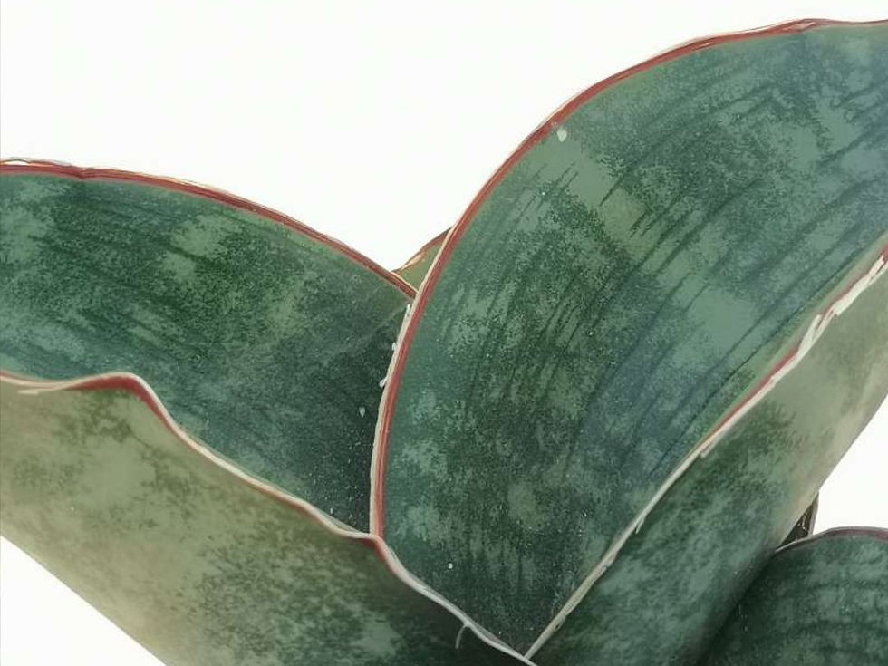 Không chỉ riêng Sansevieria Horwood Var mang màu sắc đột biến còn có màu xanh thuần chủng. Nguồn ảnh: Sưu tầm.