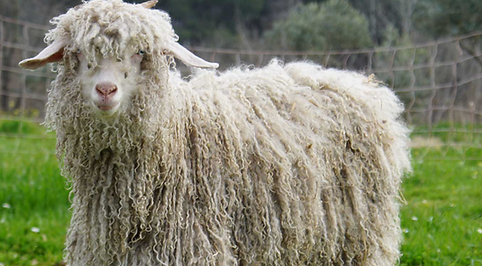 Mohair.png