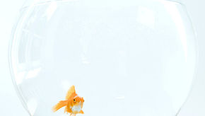 Review: The Fish Bowl at The Breakout at The Mill