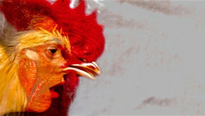 Review: Chook at the Butterfly Club