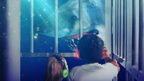 Review: Erth’s Shark Dive at Brisbane Circus Centre - Bris Festival