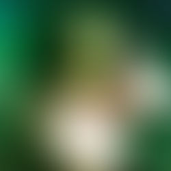 Review: Swamplesque at The Flamingo at Gluttony - ADL Fringe