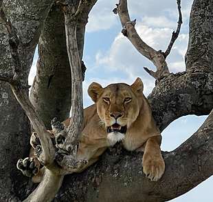 Lion.png