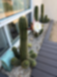 Cactus.png