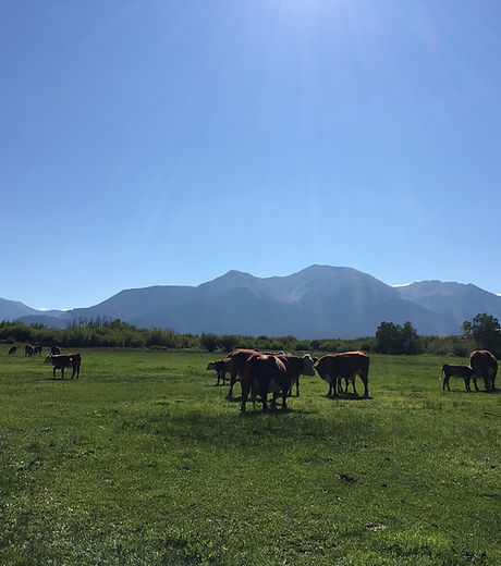 Cattle Grazing.jpg