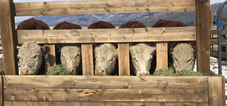 5 cows at dinner.jpg