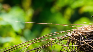 Avian Ecology: Understanding the Fascinating World of Birds