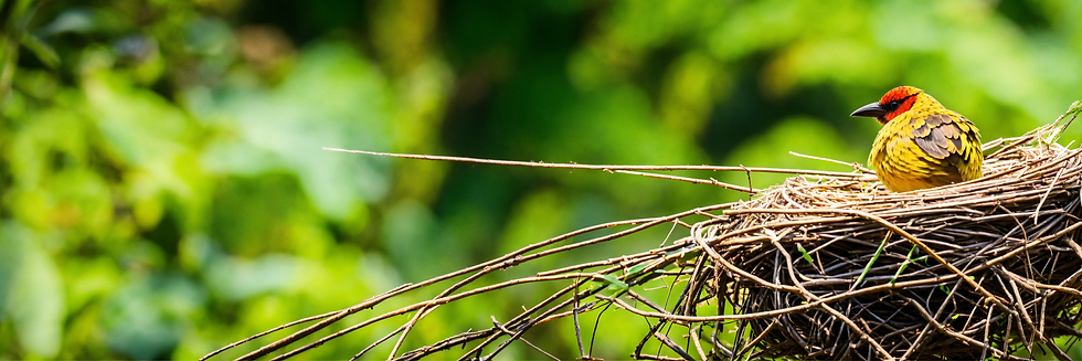 Avian Ecology: Understanding the Fascinating World of Birds